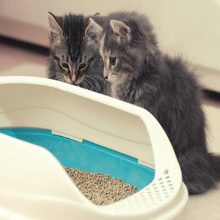 arena sanitaria para gatos