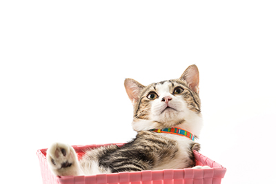 areneros de gatos